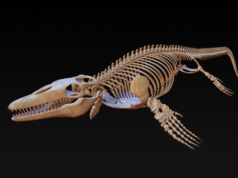 mosasaur us dinosaur